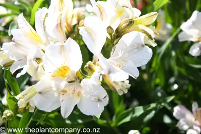 alstroemeria-summer-sky-2