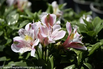 alstroemeria-vienna--1