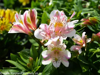 alstroemeria-vienna--2