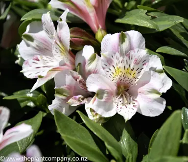 alstroemeria-vienna-