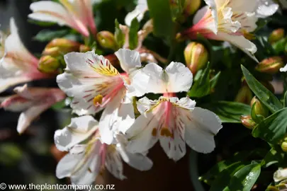 alstroemeria-white-buttons--1