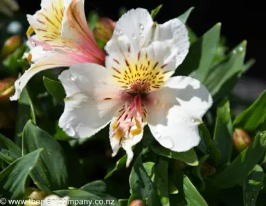 alstroemeria-white-buttons--2