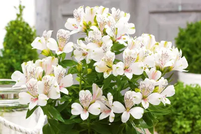 alstroemeria-white-buttons--3