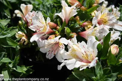 alstroemeria-white-buttons-