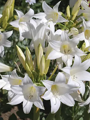 amaryllis-belladonna-white-