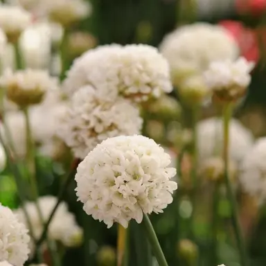 armeria-ballerina-white-1