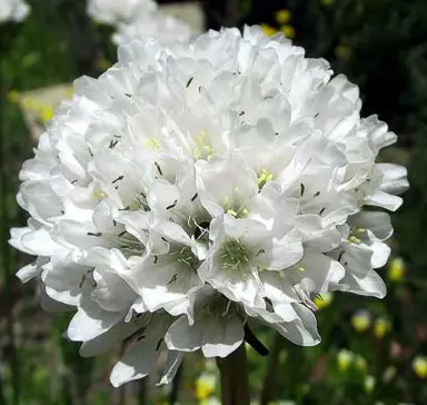 armeria-ballerina-white-2