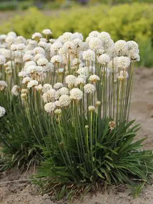 armeria-ballerina-white-4