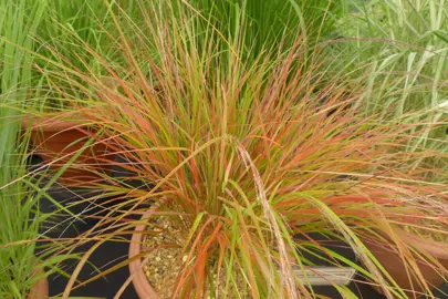 Anemanthele lessoniana grass with colourful foliage growing in a pot.