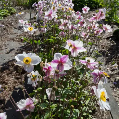 anemone-dainty-swan--1