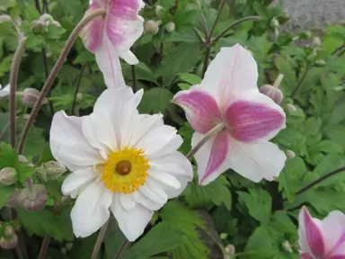 anemone-dainty-swan-