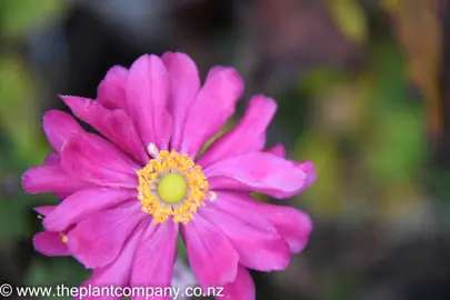 anemone-double-pink-