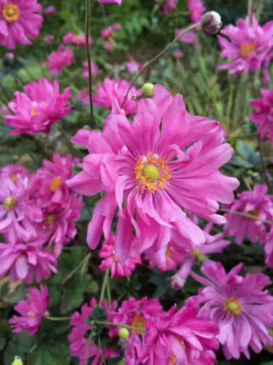 anemone-double-pink-3