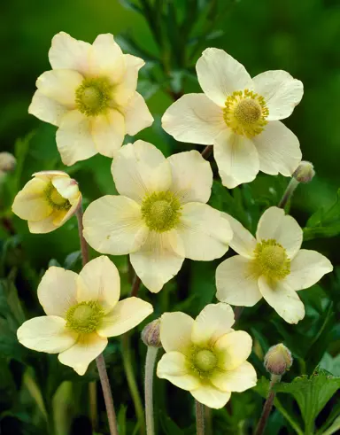 anemone-major-2