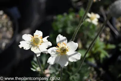 anemone-multifida-magellanica-