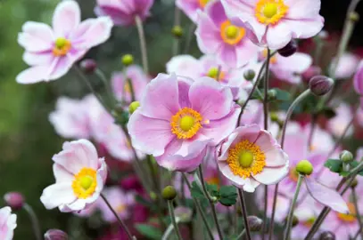 anemone-pink-