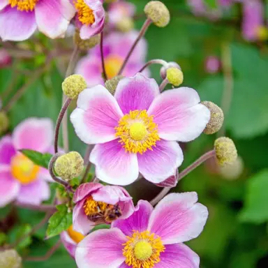 anemone-pink-1