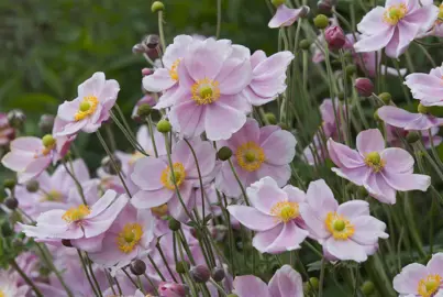 anemone-pink-2