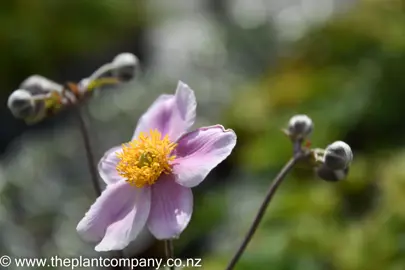 anemone-pink-4