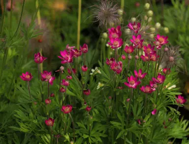 anemone-rubra-