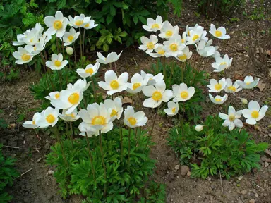 anemone-sylvestris-