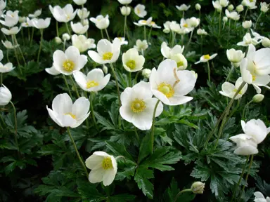 anemone-sylvestris-1