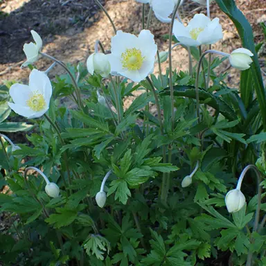 anemone-sylvestris-2