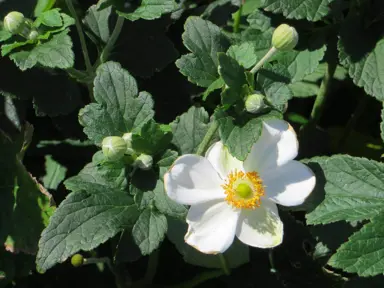 anemone-white-