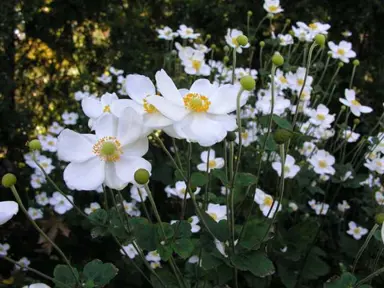 anemone-white-2