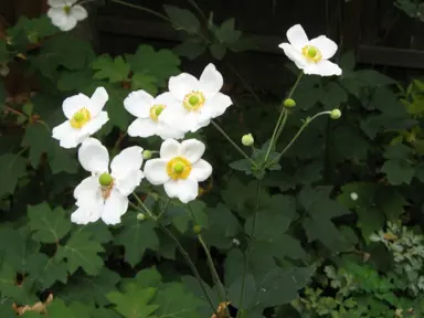 anemone-white-3