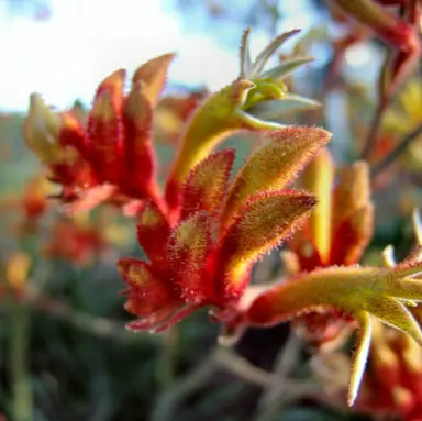 anigozanthos-amber-velvet--1