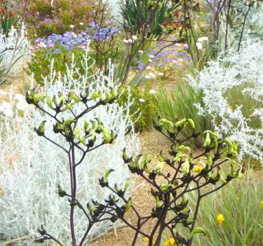 Anigozanthos 'Bush Eclipse' yellow and black flowers.