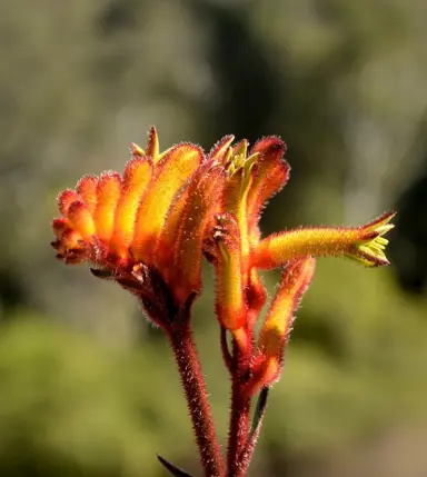 anigozanthos-bush-tango-