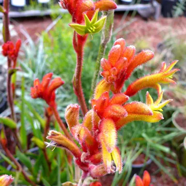 anigozanthos-bush-tango-2