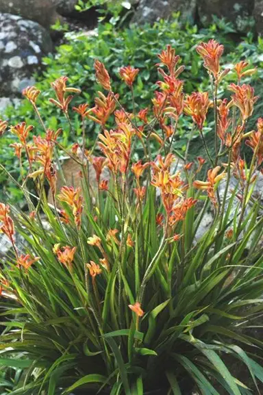 anigozanthos-bush-tango-3