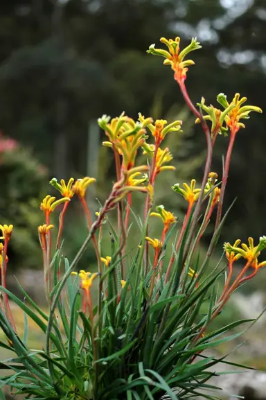 anigozanthos-bush-tenacity-