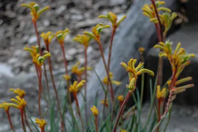 anigozanthos-bush-tenacity-1