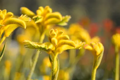 anigozanthos-bush-zest-