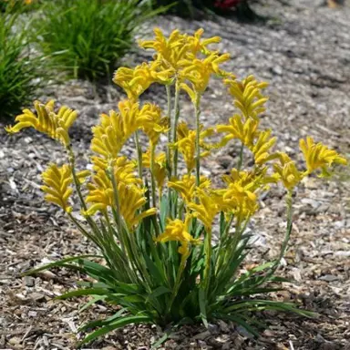 anigozanthos-bush-zest-1