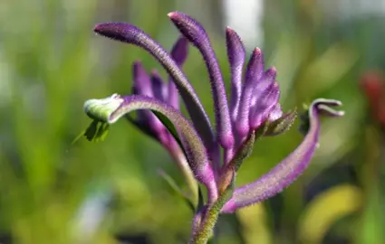 Anigozanthos Carnivale purple flower.