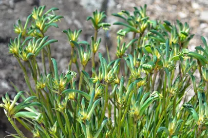 anigozanthos-celebrations-aussie-spirit-