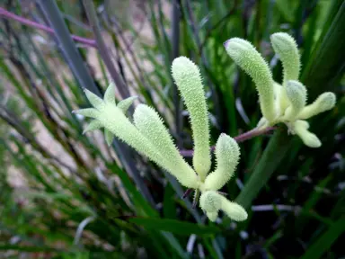 Anigozanthos flavidus green flowers.