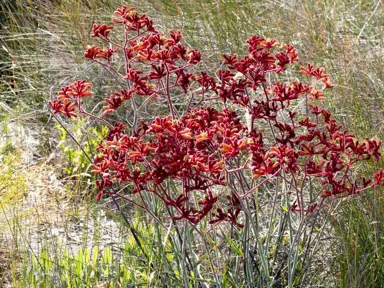 anigozanthos-frosty-red-1