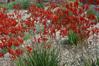 anigozanthos-frosty-red-2