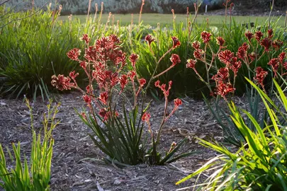 anigozanthos-frosty-red-3