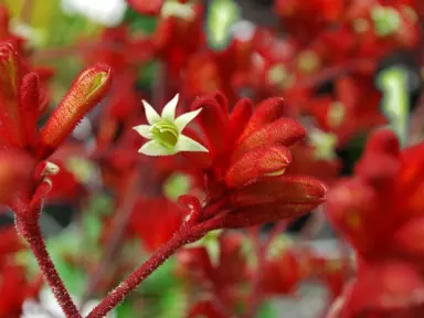 anigozanthos-frosty-red-4