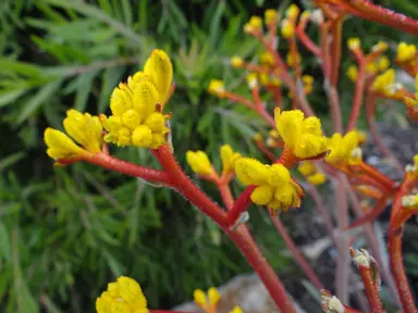 anigozanthos-frosty-yellow-