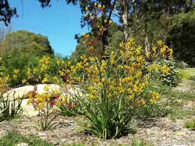 anigozanthos-frosty-yellow-1