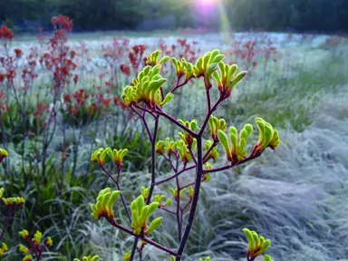 anigozanthos-frosty-yellow-2