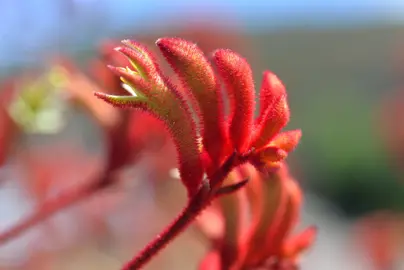 anigozanthos-landscape-scarlet-